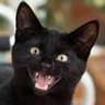 Profilbild von Un Gato Negro 🇵🇸