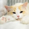 Фото профиля gatonho