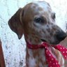 Alexis Suárez's profile picture