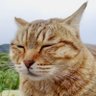 ケムトレイル被害者の会🌏 profil fotoğrafı