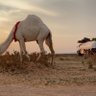Фото профиля راعي مخربة