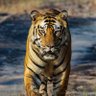 Seeti_Maar's profile picture
