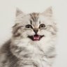 qiulin HOO's profile picture