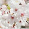 Фото профиля 新聞、テレビの偏向報道今すぐ止めろ