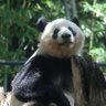 kekoko2🐼's profile picture