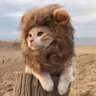 KitiKat's profile picture