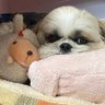 めーめ♡もーも 的头像