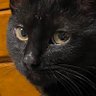 SimplyCinclair profil fotoğrafı