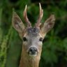 Фото профиля Deer O Deer