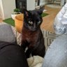 Profilbild von Bamshew