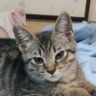 mikopiko's profile picture