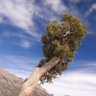 Profilbild von Juniperus Indica