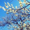 Фото профиля ruriiromagic