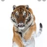 Фото профиля Tiger737