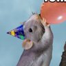 Crisantemo28's profile picture