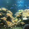 su_zan profil fotoğrafı