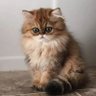 Torphan profil fotoğrafı