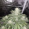 🏴Stoner Jim 🏴🇬🇧🇬🇧 profil fotoğrafı