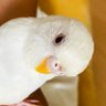 Фото профиля トリちゃん