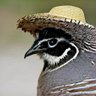 Forgetful Quail profil fotoğrafı