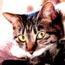 Profilbild von うめの【国民の為の政治を求める】🐾
