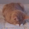 TacoCat17 的头像