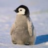 Penguin🇺🇸 的头像