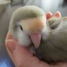 Profilbild von 脱法インコ