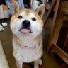 舌头会游泳's profile picture