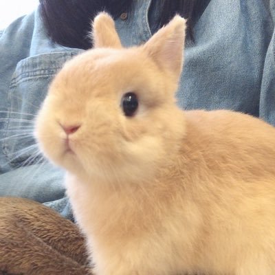うさぎのくるみ's profile picture