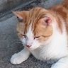 ポチョムキン profil fotoğrafı