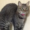 AK 001 profil fotoğrafı