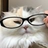 スミレ 的头像