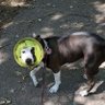 Фото профиля The Dogfather