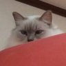 純子 profil fotoğrafı