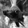 Profilbild von 🐠Big Eyed Fish🐠