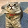 İrem's profile picture