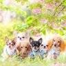 Profilbild von かおりママ(6ワンズ🐶)