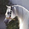 كمال بن عبدي's profile picture
