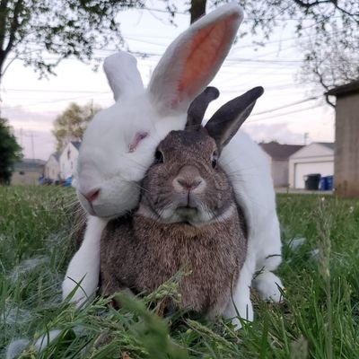 Bebop🌈 & Rocksteady's Human's profile picture