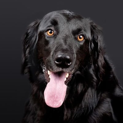 Doglover's profile picture
