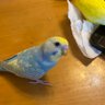 コロコロ 的头像