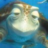 the Stoner Turtle 🐢💨 的头像