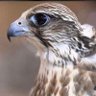 Profilbild von للقرار أحرار 