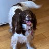 Pixie Doggo profil fotoğrafı