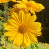 Фото профиля オリチョコ