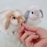 SEVEN's Bunny @nana 的头像