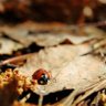 火星瓢虫🐞 profil fotoğrafı