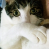 ファンファン's profile picture