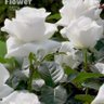 Фото профиля Hiba brahim